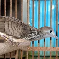 Burung Perkutut Bangkok Ring Jantan Dan Betina Istimewa #Gratisongkir