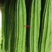 SAYUR OYONG/SAYUR GAMBAS SEGAR 1 KG