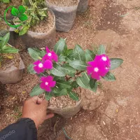 tanaman hias bunga vinca tapak dara pohon bunga vinca pink magenta