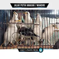 burung jalak putih anakan calon prestasi