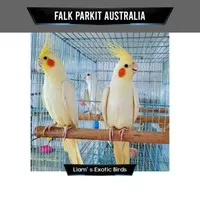 Burung Cockatiel Falk Parkit Australia Kuning Lutino Mata Merah