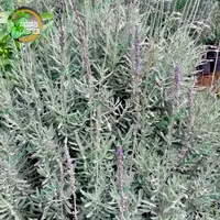 tanaman lavender gold creek ukuran besar