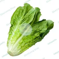 ROMAINE LETTUCE / SELADA ROMAINE 500GRAM