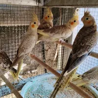 Burung Falk Parkit Australia Cockatiel