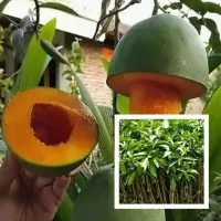 Bibit Mangga Alpukat