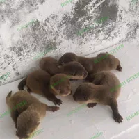 baby otter / berang berang 1bulan