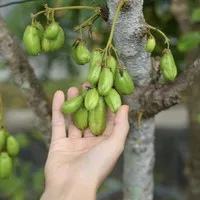Bibit Pohon Belimbing Wuluh - Tanaman Buah Blimbing Wulu Sayur