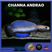 Channa Andro 5-6 cm