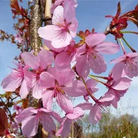 Benih Bibit Bunga Sakura - Prunus Sargentii Sargent Cherry isi 3 biji