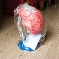 anatomi model otak manusia harga sudah termasuk packing bubble Wrapp