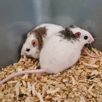 Tikus putih asf 31-40 gr tiput bukan rat mencit