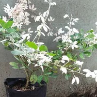 Bonsai asem londo varigata