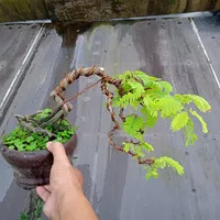 bonsai asem jawa