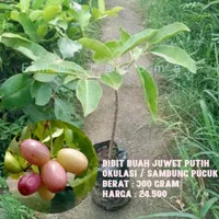 Bibit Buah Juwet Putih Tanaman Buah Duwet Putih dan Hitam Okulasi CCCC