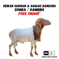 Hewan Qurban Kurban Bandung Domba / Kambing (Free Ongkir)