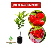 BIBIT JAMBU AIR KANCING MERAH Aneka bibit unggul