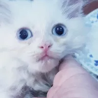 Kucing Himala/Kucing persia/ Kucing Rag Doll/ Kucing Anggora
