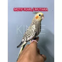 Burung Falk - Parkit Australia - Cockatiel