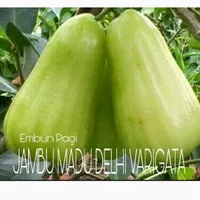 Terlaris dan langka Bibit Buah Jambu Air Varigata