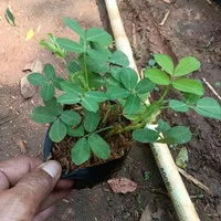 tanaman landep kacang kacangan