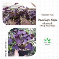 Tanaman Hias Daun Kupu Kupu Ungu - Kupu-kupu Pohon Purple Shamrock