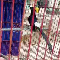 burung murai batu PE 18cm materi banyak