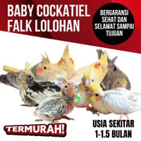 Burung parkit australia falk cockatiel lolohan baby anakan