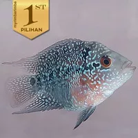 Louhan Bonsai SRD Ikan Hias Predator Hiasan Aquarium Aquascape Tanaman