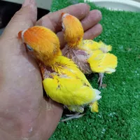 anakan/lolohan burung lovebird/LB/lakbet lutino MM jinak