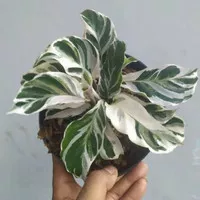 Tanaman calathea white fushion / tanaman calathea tissue / tanaman