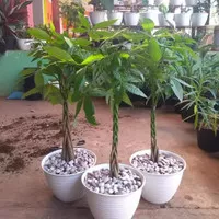 Tanaman Hias Pachira Money Tree Kepang 9 + Pot Tawon Putih