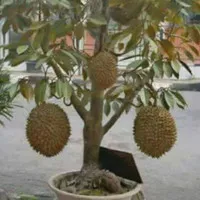 durian buah durian montong(bisa berbuah dalam pot)bibit super