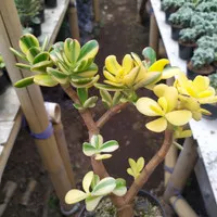 crassula jade plant variegata KAKTUS SUKULEN TANAMAN HIAS
