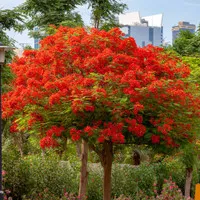 1m Red Tabebuia Rosea Tanaman Pohon Tabebuya Merah