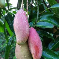 Bibit Tanaman Buah Mangga Red Emperor, Pohon Mangga Emperor Super