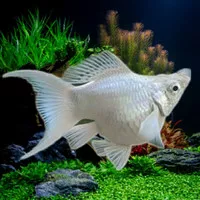 ikan hias molly balon platinum cagak aquascape/hiasan aquarium cantik 