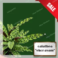 tanaman calathea lancifolia / tanaman calathea ekor ayam