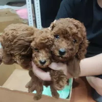 anak anjing red toy poodle peliharaan