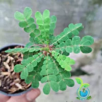 Tanaman Hias Terrarium Paludarium - Biophytum Umbraculum |Indoorplant|