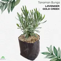 Tanaman hias Lavender Gold Creek lavender asli wangi - Lavender Asli