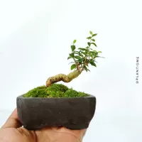 Bonsai Mame - Sakura Micro Tanaman Pohon Bunga Sakura Mini