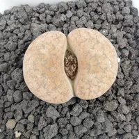 lithops singel