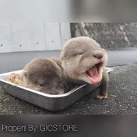 Baby Otter Berang Berang Gemes Lucu Sehat Cocok Buat Peliharaan Anak