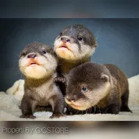Baby Otter Berang Berang Jumbo Friendly Cocok Untuk Peliharaan Anak