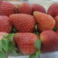 strawberry lokal buah strawberry segar 250g