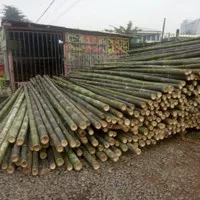 Bambu proyek / Bambu bangunan konstruksi ukuran sedang besar