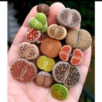 Lithops Cantik Bebas Pilih