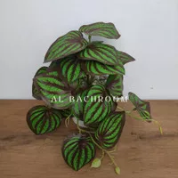 RANGKAIAN BUNGA ARTIFICIAL PEPEROMIA RBT-108 TANAMAN PLASTIK DEKORASI