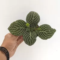 Fittonia albivenis `Big leaf / Tanaman Terrarium / Tanaman hias