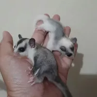 Sugar Glider Joey